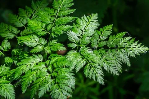 Poison hemlock leaf Conium maculatum up close macro carrot family apiaceae Stock Photos