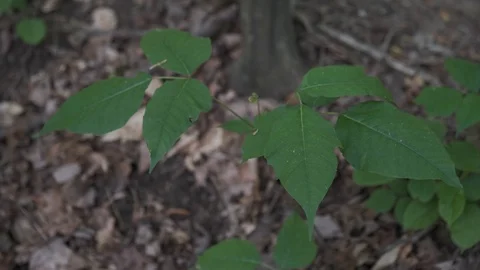 Poison Ivy Stock Footage 106952171