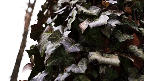 Poison ivy in the forest on a tree trunk Stock Footage 129084674