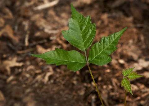 Poison Ivy: "Leaves of Three, Let It Be" Leaf Identification stock Stock Photos