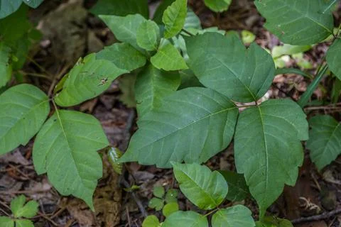 Poison ivy patch closeup Stock Photos
