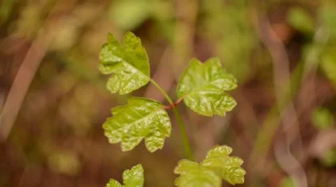 Poison Oak Stock Footage 11870911