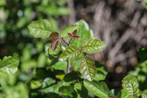 Poison oak Stock Photos