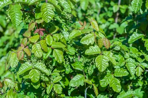 Poison oak Stock Photos