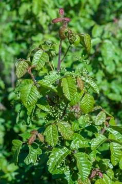 Poison oak Stock Photos
