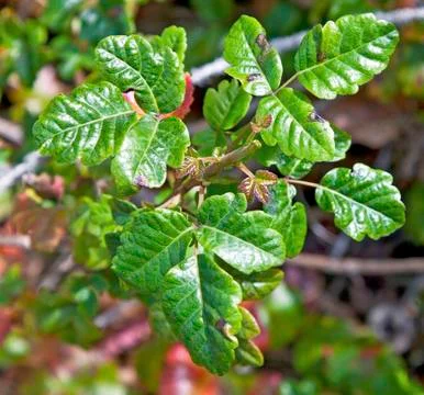Poison oak Stock-Fotos