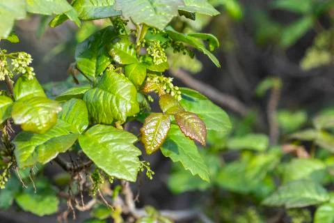 Poison Oak Spring Growth Stock Photos