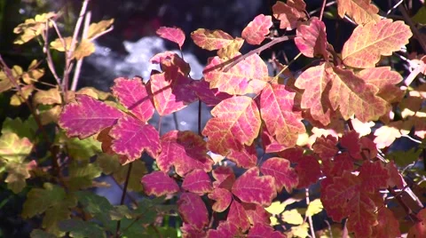 Poison Oak,red leaves and stream static Stock Footage 47861153