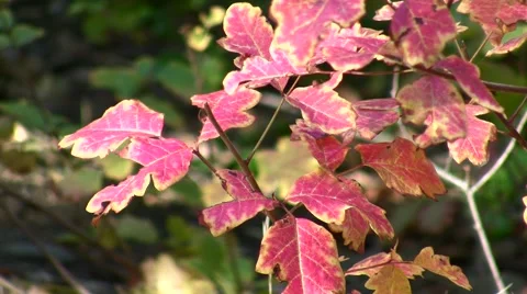 Poison Oak,red leaves static Video stock 47860734