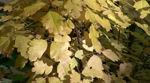 Poison Oak,yellow foliage and stream pull-out Stock Footage 47861195