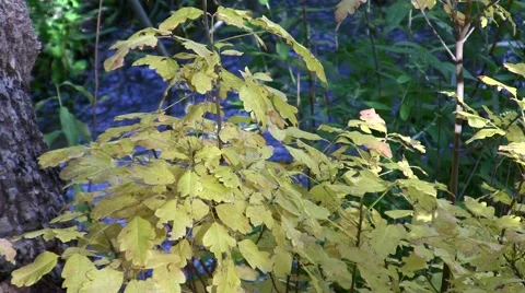 Poison Oak,yellow foliage and stream static Stock Footage 47873085