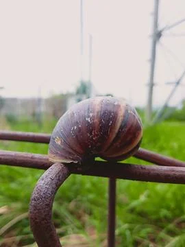 Poison shells Stock Photos