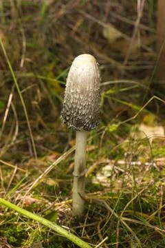 Poison toadstool mushroom on grass Foto stock