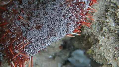 Poison urchin surface Stock Footage 113521464