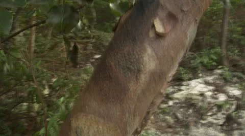 Poison Wood Stock Footage 10754590