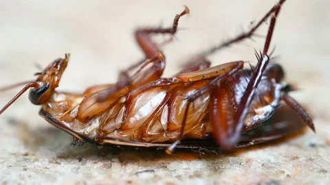 Poisoned cockroach being bit by ants and struggling on the ground Stock Footage 112501472