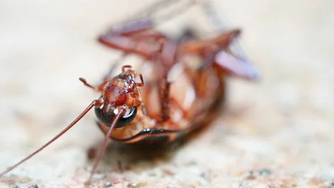 Poisoned cockroach being bit by ants and struggling on the ground closeup Stock Footage 112633678
