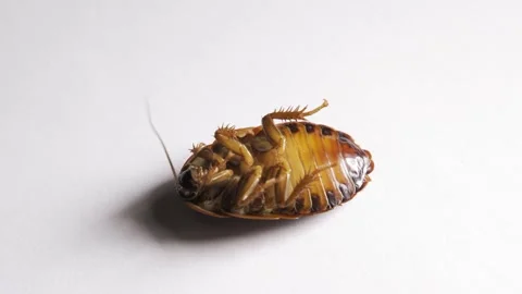 Poisoned cockroach lies on its back and quickly goes over with its paws Stock Footage 151501893