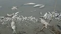 poisoned dead fish  4k or 4k+ Resolution