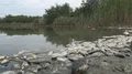 poisoned dead fish  4k or 4k+ Resolution