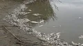 poisoned dead fish in lake 4k or 4k+ Resolution