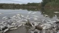 Poisoned fish in contaminated water  4k or 4k+ Resolution