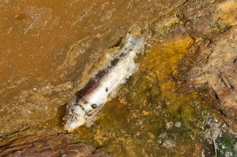 Poisoned fish Stock Photos