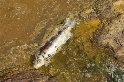 Poisoned fish Stock Photos