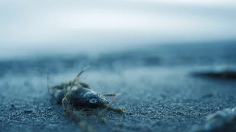 Poisoned fish by polluted water. Wrong dangerous emissions problem Stock-Footage 94106138