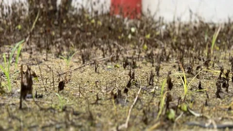 Poisoned grass, barren Stock Footage 234857375