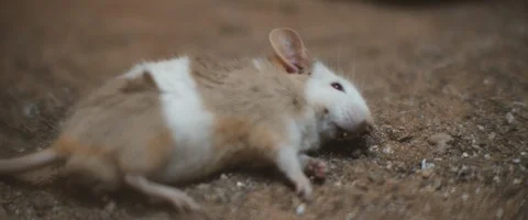 Poisoned mouse lying on the ground and dying from a snake's bite. Stock Footage 129104538