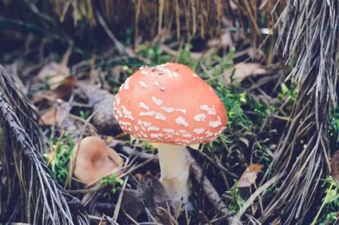Poisoned mushroom in close-up Foto stock