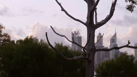 A poisoned tree - background of trees, city, grey clouds churning across sky.  Stock Footage 196140606