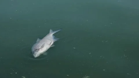 Poisoning of fish Stock Footage 248162371