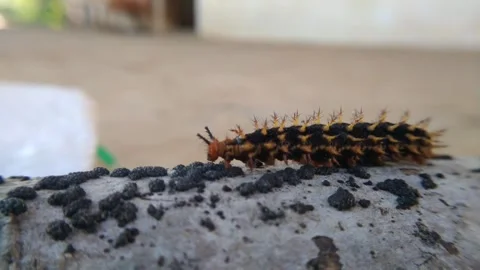 Poisonous caterpillar Stock Footage 275867157