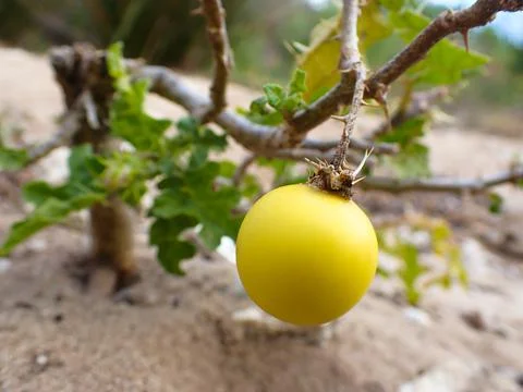 Poisonous Devil's Apple Nightshade Fruit (Solanum linnaeanum) Stock Photos