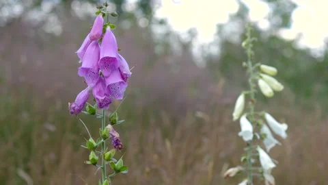 Poisonous digitalis also called foxgloves in swedish nature during summer Stock Footage 136024898