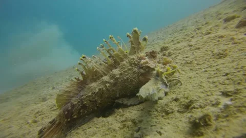 Poisonous fish Stock-Footage 168567417