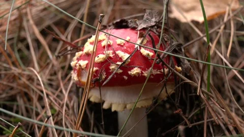 Poisonous fly agaric on forest soil in autumn. Video stock 231742929