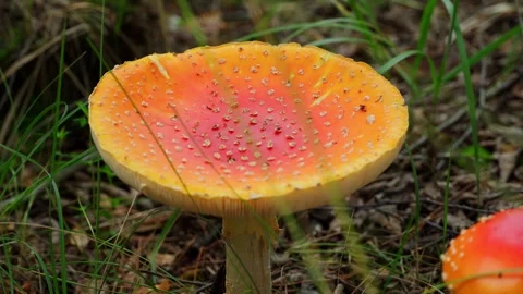 A poisonous fly agaric growing in the forest. A poisonous mushroom in close-up. Video stock 281672478