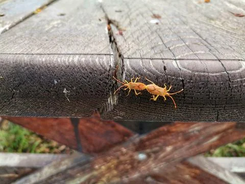 Poisonous insect on the table. Stock Photos