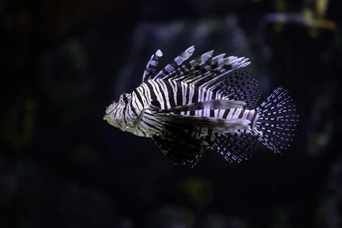 Poisonous marine fish Pterois, commonly known as lionfish Stock Photos