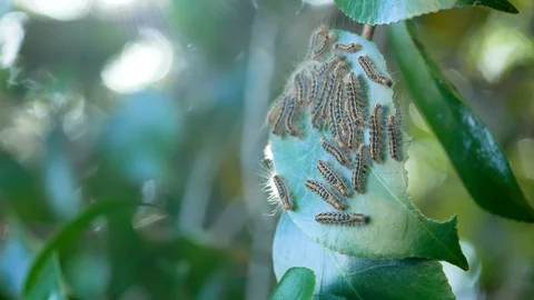 Poisonous moth Stock Footage 128782414