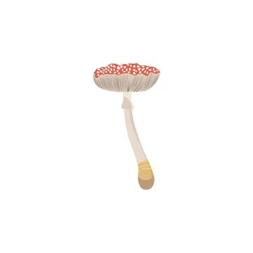 Poisonous mushroom the fly agaric flat cartoon vector illustration isolated. Stockillustratie