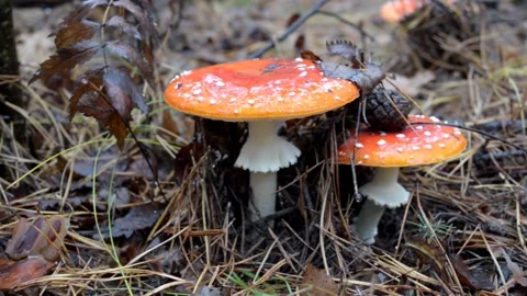 Poisonous mushroom fly agaric Video stock 142467109