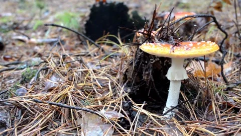 Poisonous mushroom fly agaric Stock-Footage 142467396
