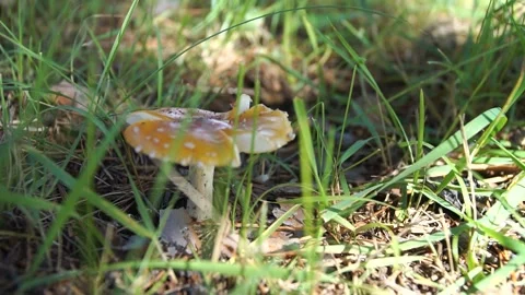 Poisonous mushroom fly agaric grows in grass Stock Footage 219972025