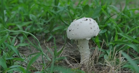 A poisonous mushroom Video stock 226949607