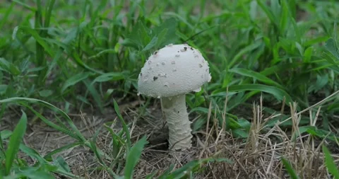 A poisonous mushroom Stock Footage 226950454