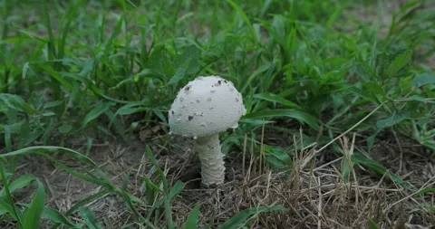 A poisonous mushroom Stock Footage 226951687